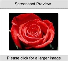 Roses Screen Saver Screenshot